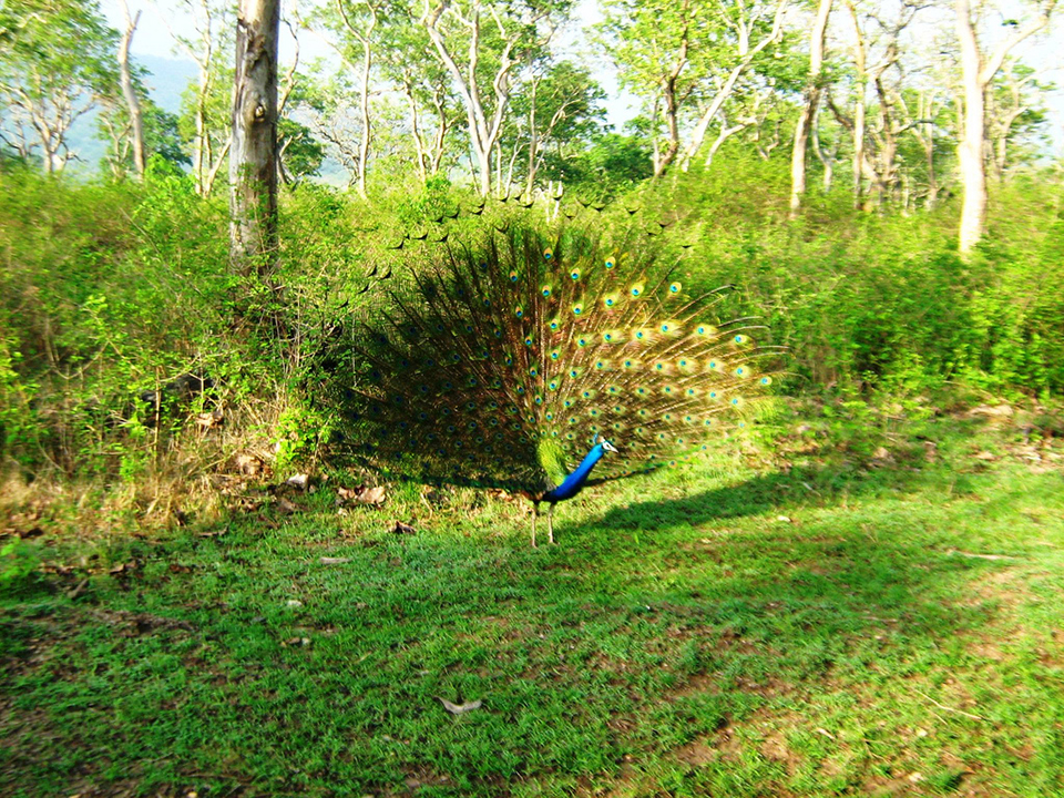 Peacock_at_Mudumalai