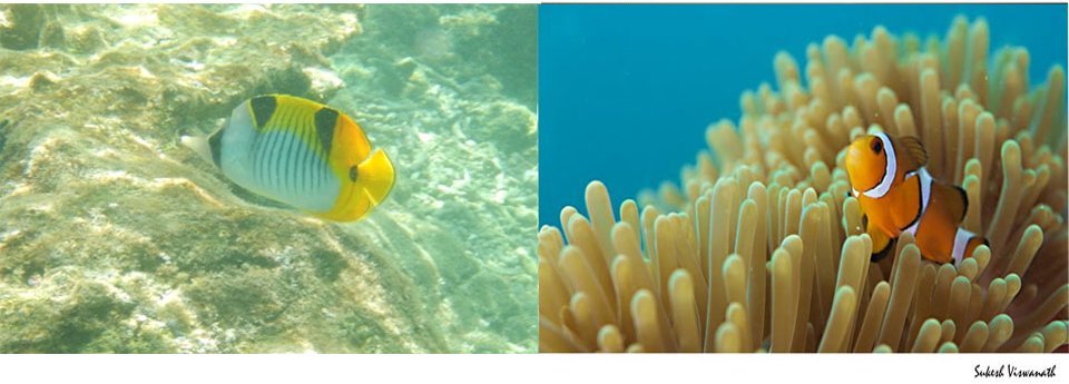 Maldives Snorkeling Clown Fish