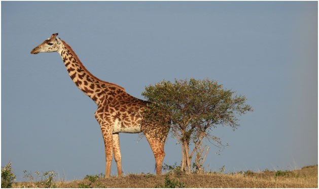 Masai Mara - Nairobi