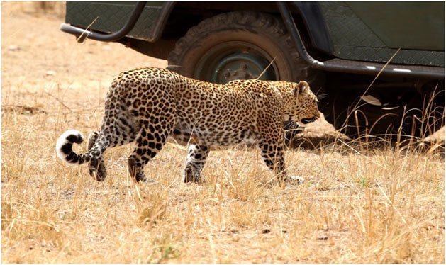  African Wildlife