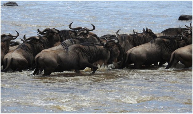 River Crossing During The Wildbeest Migration
