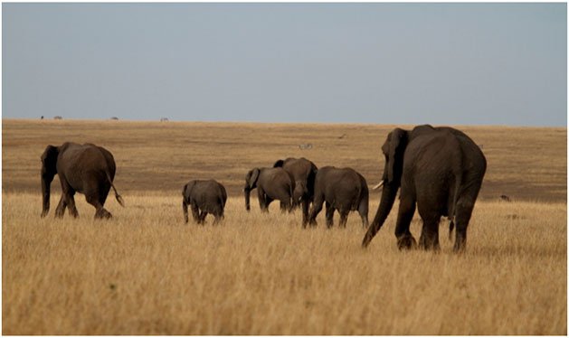 Elephant Herd