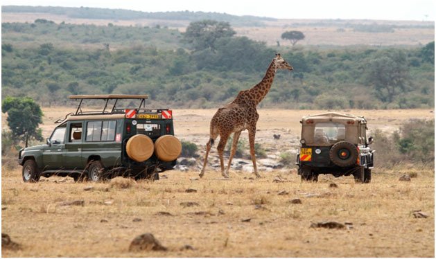 Daily Game Drives on 4 Wheel Drive Jeeps