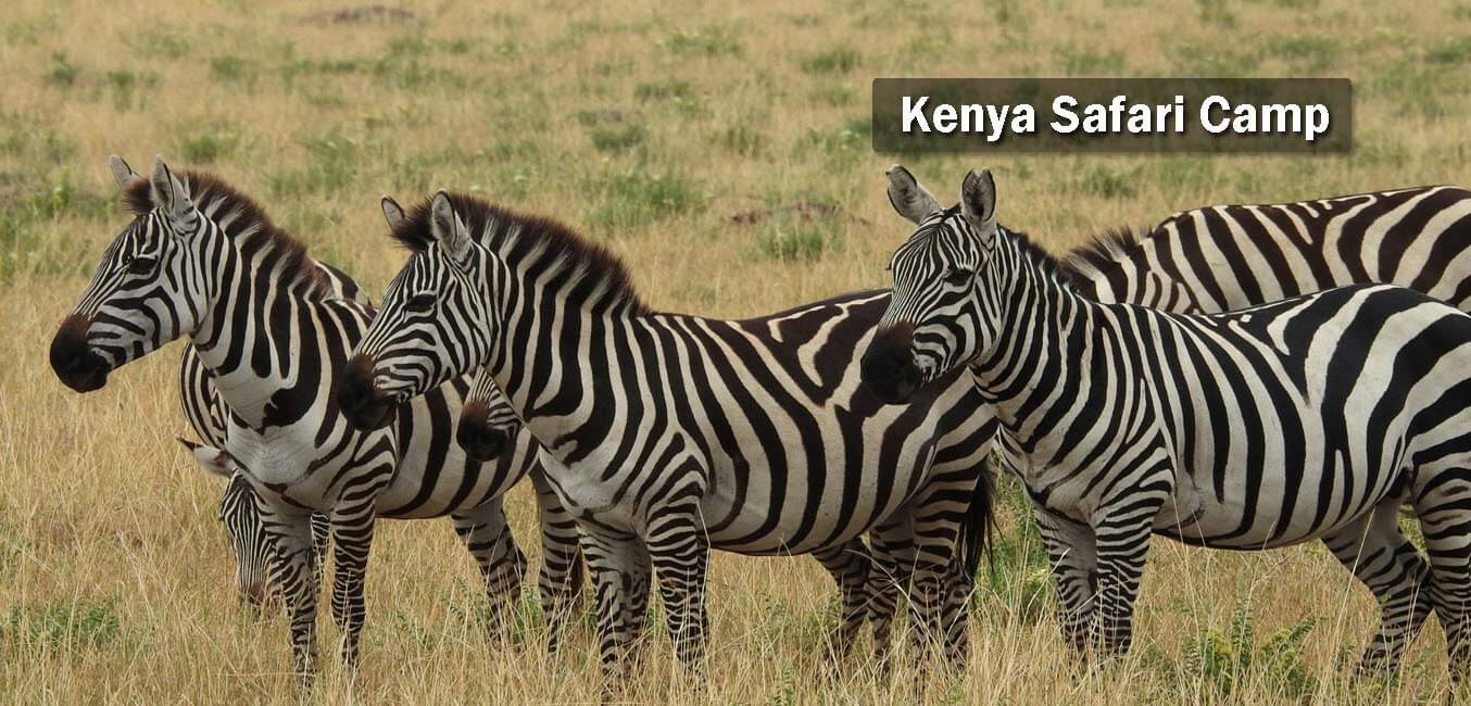 african wildlife camp