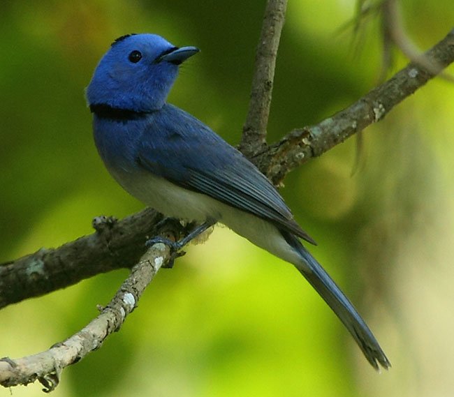 black-naped-monarch-flycatcher