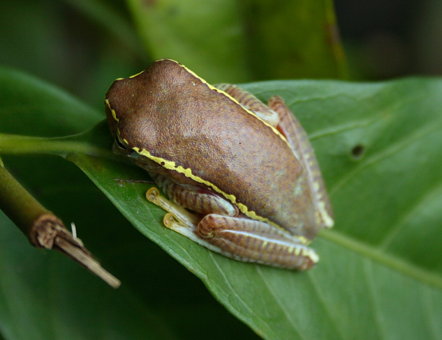 Small Tree Frog Malabar Winged Frog