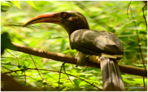 hornbills01