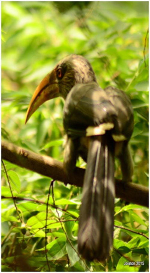 hornbills02