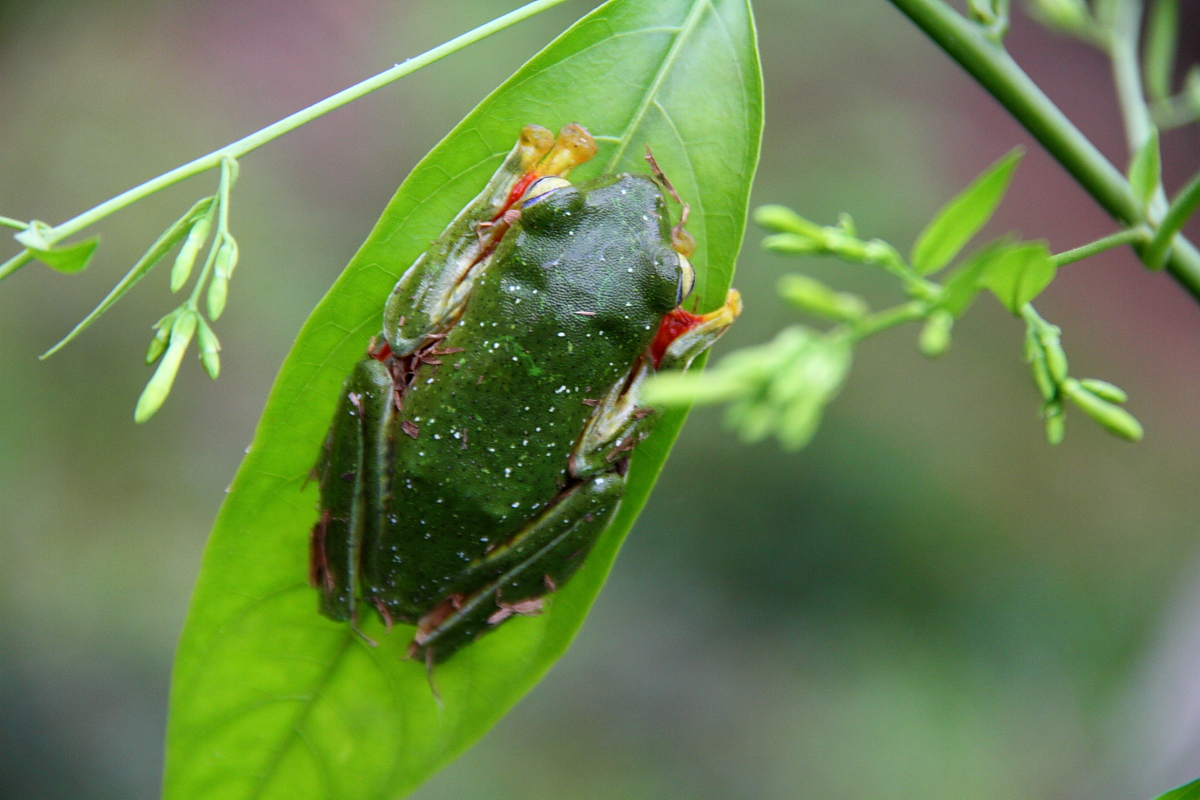 Malabar gliding Frog