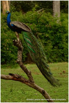 Peacock