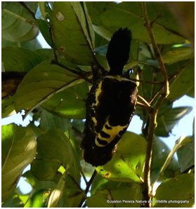 black-naped